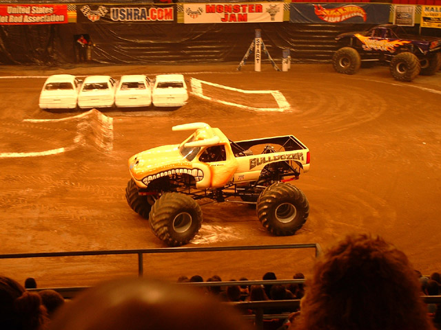 bull1