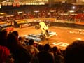 bull2